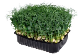 Горох пророщенный